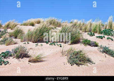 Environnement naturel protégé de dunes de sable avec des herbes sauvages et des plantes dans le vent sur une journée ensoleillée, Mer Méditerranée Banque D'Images