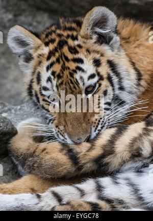 Berlin, Allemagne. 29 juillet, 2015. Un tigre dans son boîtier dans le parc animalier de Friedrichsfelde, Berlin, Allemagne, 29 juillet 2015. Photo : Paul Zinken/dpa/Alamy Live News Banque D'Images