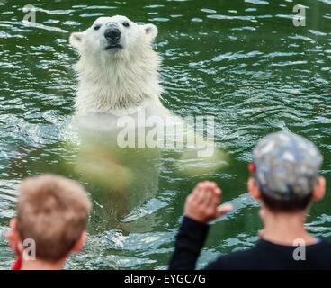 Berlin, Allemagne. 29 juillet, 2015. Un ours blanc nage dans son boîtier comme les enfants l'observent dans le parc animalier de Friedrichsfelde, Berlin, Allemagne, 29 juillet 2015. Photo : Paul Zinken/dpa/Alamy Live News Banque D'Images