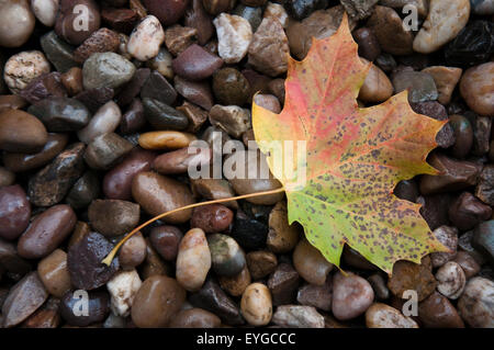 Seule feuille d'automne sur les cailloux. Banque D'Images