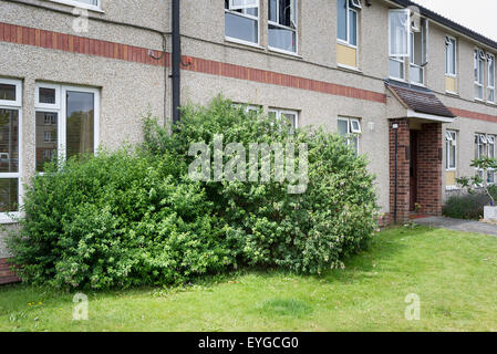 Envahis par les arbustes fuchsia hardy obscurcir rez-de-chaussée fenêtres dans le logement apartments Banque D'Images