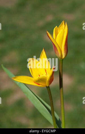 Lieblichbluehende bluehende Tulpe,,, Banque D'Images