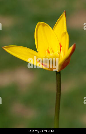 Lieblichbluehende bluehende Tulpe,,, Banque D'Images