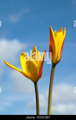 Lieblichbluehende bluehende Tulpe,,, Banque D'Images