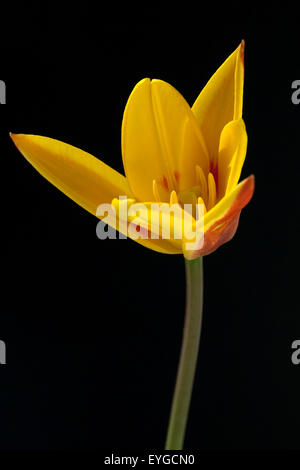 Lieblichbluehende bluehende Tulpe,,, Banque D'Images