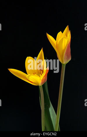 Lieblichbluehende bluehende Tulpe,,, Banque D'Images