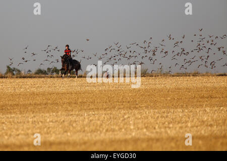 Ingelheim, Allemagne, des promenades en poney sur sa fille au galop sur un champ fauché Banque D'Images