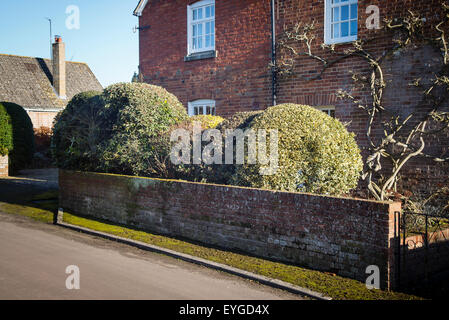 Arbustes en forme sphérique d alimenter un petit jardin à l'avant dans une maison de village en UK Banque D'Images