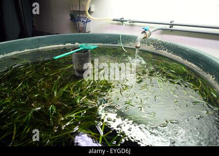 Vue d'un réservoir d'eau douce d'élevage pour les mauvaises herbes dans le cadre de l'AquaDom, le plus grand aquarium cylindrique autoportant dans le monde situé dans Berlin, Allemagne, 29 juillet 2015. Pour la première fois depuis son ouverture il y a 11 ans la vie mer accordée un aperçu des coulisses des stations de quarantaine et de l'équipement. Photo:JOERG CARSTENSEN/dpa Banque D'Images