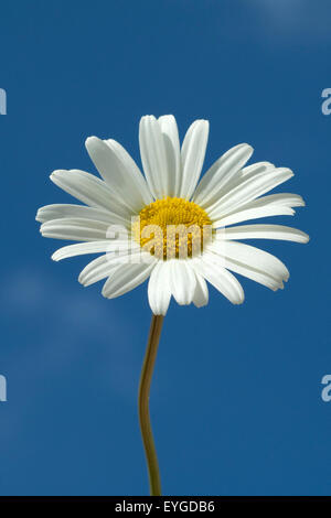 Margariten Wiesen-Margeriten ; Leucanthemum vulgare ; ; ; Banque D'Images