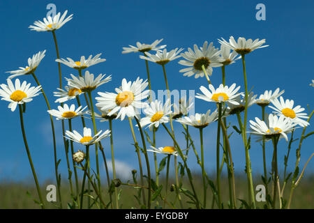 Glockenblumen Margeriten Blumenwiese,,, Banque D'Images