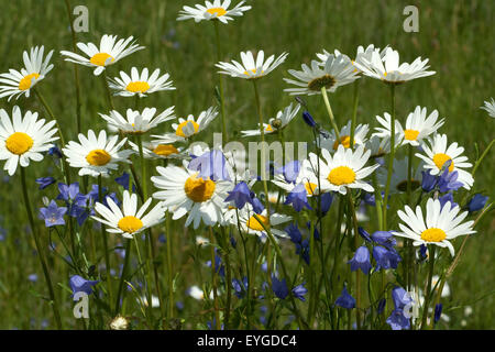 Glockenblumen Margeriten Blumenwiese,,, Banque D'Images