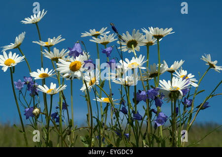 Glockenblumen Margeriten Blumenwiese,,, Banque D'Images