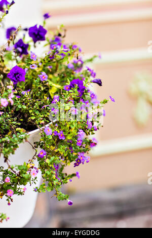 fleurs en pot Banque D'Images