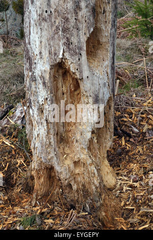 Lessebo, Suède, tronc d'arbre avec l'infestation woodworm Golf Polo Banque D'Images