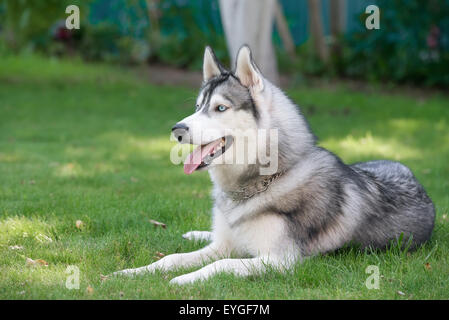 Husky de Sibérie. Le Husky Sibérien repose sur l'herbe. Banque D'Images