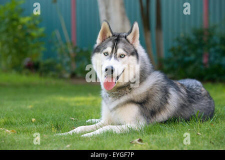 Husky de Sibérie. Le Husky Sibérien repose sur l'herbe. Banque D'Images