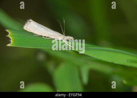 Petit papillon blanc est assis sur un brin d'herbe Banque D'Images