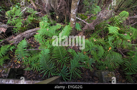 Démons Milhopper repère naturel enregistré dans la région de Gainesville, Floride, est un grand gouffre qui s'est formé il y a de nombreuses années. Banque D'Images