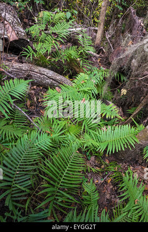 Démons Milhopper repère naturel enregistré dans la région de Gainesville, Floride, est un grand gouffre qui s'est formé il y a de nombreuses années. Banque D'Images