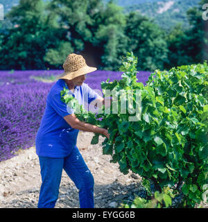 Les viticulteurs de l'inspection, le mûrissement des raisins Côtes-du-Rhône vignoble, Vaucluse, Provence, France, Europe Banque D'Images