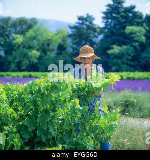 Les viticulteurs de l'inspection, le mûrissement des raisins Côtes-du-Rhône vignoble, Vaucluse, Provence, France, Europe Banque D'Images