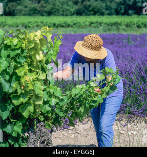 Les viticulteurs de l'inspection, le mûrissement des raisins Côtes-du-Rhône vignoble, Vaucluse, Provence, France, Europe Banque D'Images