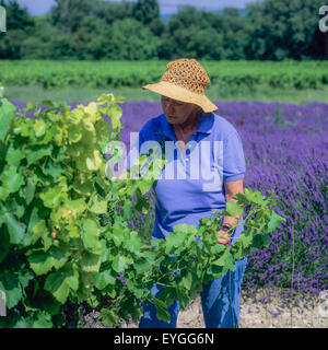 Les viticulteurs de l'inspection, le mûrissement des raisins Côtes-du-Rhône vignoble, Vaucluse, Provence, France, Europe Banque D'Images