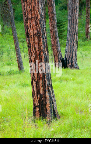 Le pin ponderosa (Pinus ponderosa) forêt, Hells Canyon National Recreation Area, Hells Canyon National Scenic Byway, Oregon Banque D'Images