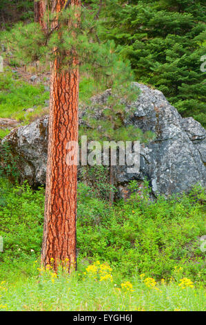 Le pin ponderosa (Pinus ponderosa) forêt, Hells Canyon National Recreation Area, Hells Canyon National Scenic Byway, Oregon Banque D'Images