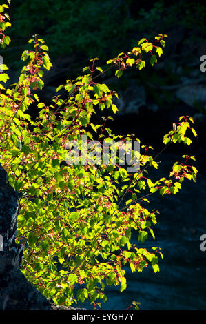 Le long d'érable Imnaha River Trail, Imnaha Wild and Scenic River, Hells Canyon National Recreation Area, New York Banque D'Images