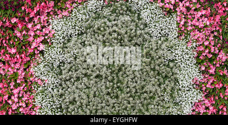 Lobularia et Begonia fleurs sur un mur vertical à Ball Colegrave jardins ouverts jour 2015. Adderbury, Oxfordshire, Angleterre Banque D'Images