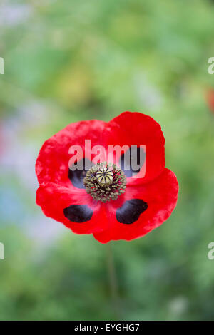 Papaver commutatum . Coccinelle coquelicot. Selective focus Banque D'Images