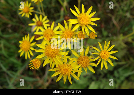 Prangendorf, Allemagne, le Séneçon de Jacobs Banque D'Images