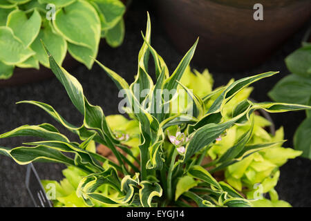 Mains de Hosta vers le haut Banque D'Images