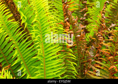 Western sword fern (Polystichum munitum) le long de la mer, fort de sentier Sunset Beach State Park, New York Banque D'Images