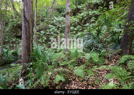 Démons Milhopper repère naturel enregistré dans la région de Gainesville, Floride, est un grand gouffre qui s'est formé il y a de nombreuses années. Banque D'Images