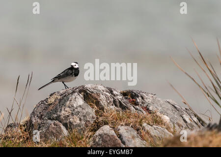 Un seul pied adultes Bergeronnette printanière, Motacilla alba yarrellii, se tenait sur un rocher à la recherche autour de Banque D'Images