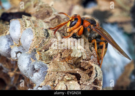 Frelon européen (Vespa crabro) sur les cellules de couvain dans nid de papier Banque D'Images