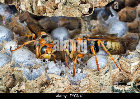 Deux frelons (Vespa crabro) sur les cellules de couvain dans nid de papier Banque D'Images