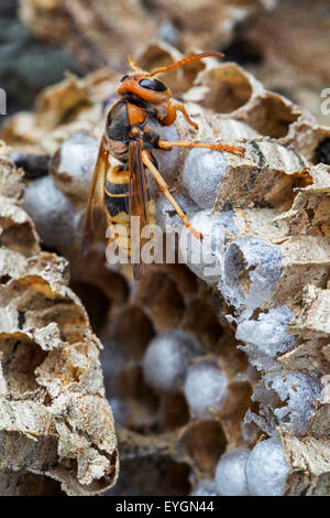 Frelon européen (Vespa crabro) sur les cellules de couvain dans nid de papier Banque D'Images