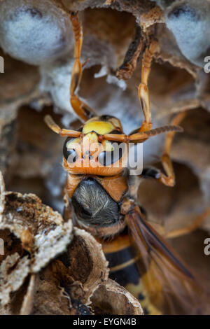 Frelon européen (Vespa crabro) fraîchement émergées à partir de la cellule de couvain dans nid de papier Banque D'Images