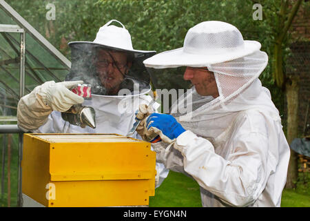 Deux apiculteurs en vêtements de protection avec abeille ruche ouverte fumeur pour inspecter les rayons de miel d'abeilles (Apis mellifera) Banque D'Images