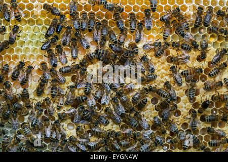 Les abeilles ouvrières (Apis mellifera) sur nid d'abeille dans la ruche Banque D'Images