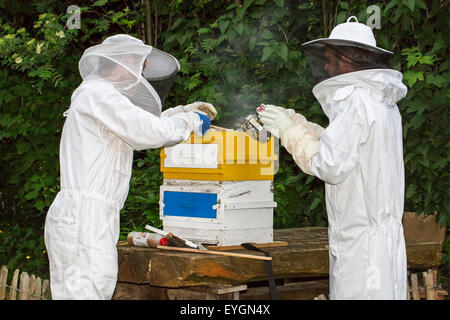 Deux apiculteurs en vêtements de protection avec abeille ruche ouverte fumeur pour inspecter les rayons de miel d'abeilles (Apis mellifera) Banque D'Images