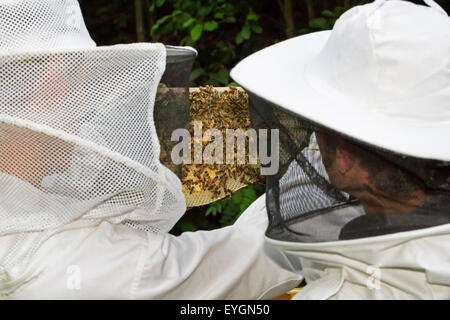 Deux apiculteurs dans des vêtements de ruche ouverte pour inspecter les rayons de miel d'abeilles (Apis mellifera) Banque D'Images