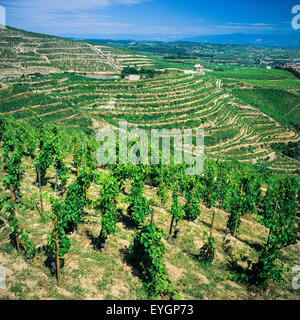 'Saint-Joseph' Côtes-du-Rhône vignobles en terrasses, Tain-L'Hermitage, Drôme, Rhône, France, Europe Banque D'Images