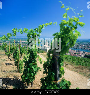 Chapelle St Christopher dans 'Saint-Joseph' vignoble des Côtes-du-Rhône, Tain-L'Hermitage, Drôme, Rhône, France, Europe Banque D'Images