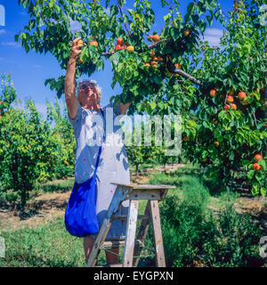 Femme âgée de la récolte d'abricots arbre en verger, Drôme, vallée du Rhône, France, Europe Banque D'Images