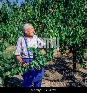 Un homme âgé de la récolte d'abricots arbre en verger, Drôme, vallée du Rhône, France, Europe Banque D'Images